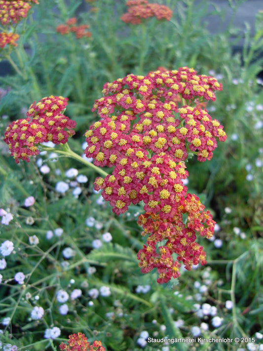 Achillea 'Safran'