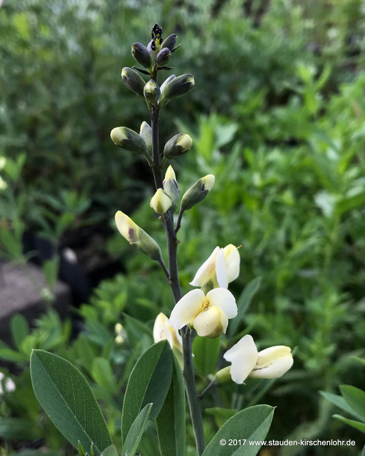 Baptisia 'Vanilla Cream' ®
