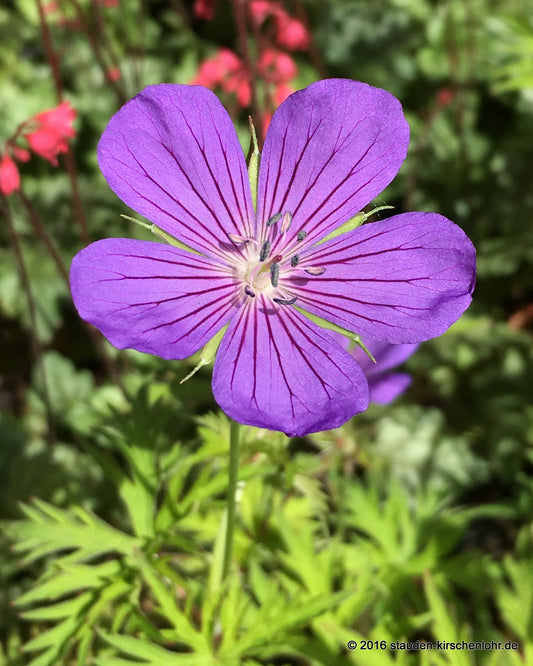 Geranium 'Nimbus'