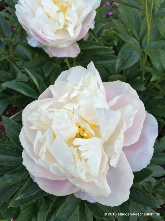Paeonia 'Miss America'