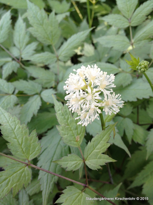 Actaea pachypoda 'Misty Blue' ®