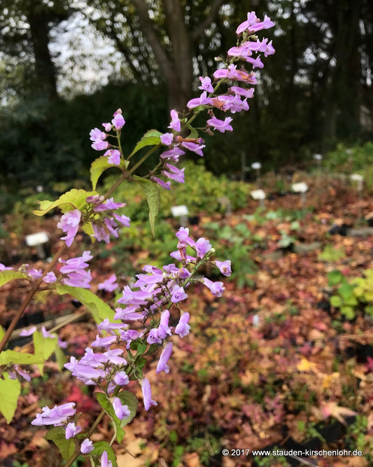 Isodon longitubus 'Momokaze'