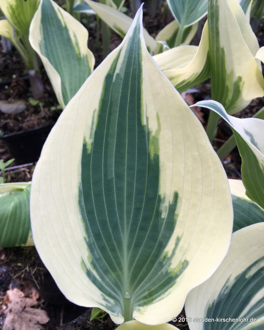Hosta 'Firn Line'
