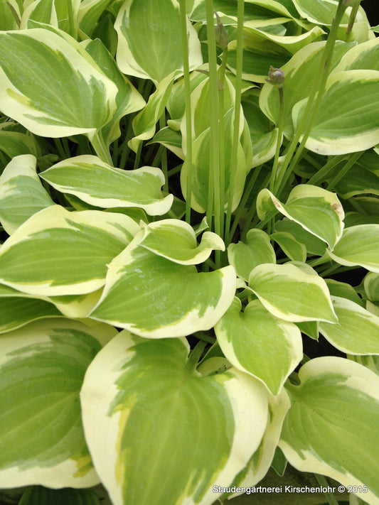 Hosta 'Lakeside Ninita'