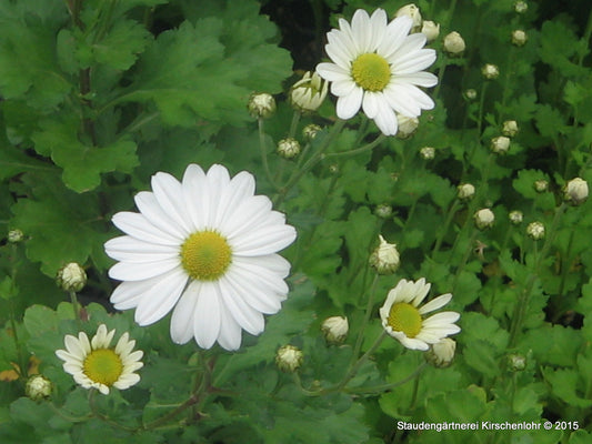Arctanthemum arcticum 'Stella'