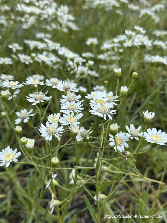 Solidago ptarmicoides 'Major' (Aster)