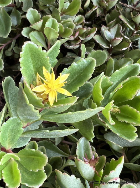Sedum ternatum