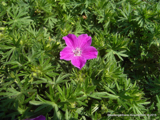 Geranium sanguineum 'Elsbeth'