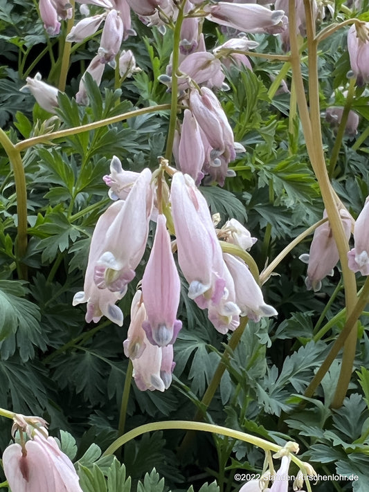 Dicentra 'Spring Magic' ®