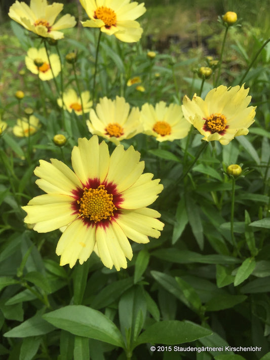 Coreopsis 'Redshift' ®