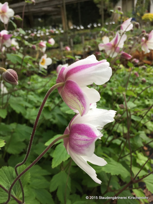 Anemone 'Dainty Swan' ® NIS