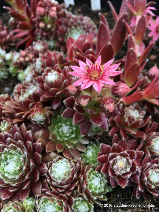 Sempervivum 'Red Sox'