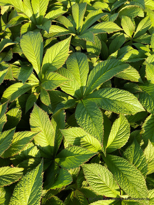 Rodgersia pinnata 'Crûg Cardinal'