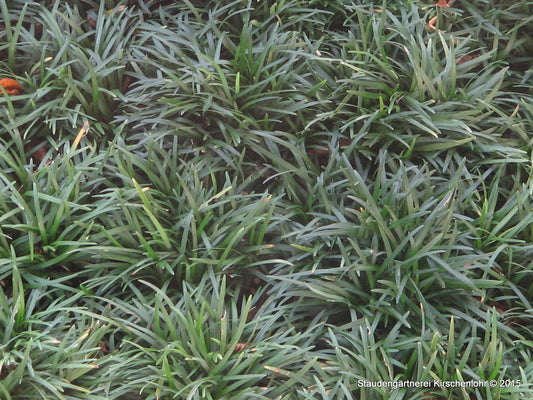 Ophiopogon japonicus 'Minor'