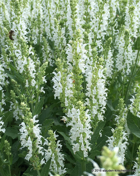 Salvia nemorosa 'Schneehügel' (= 'Adrian')