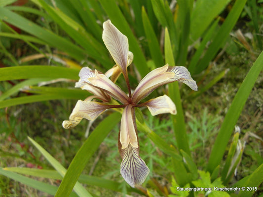 Iris foetidissima