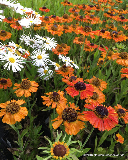 Helenium 'Short 'n' Sassy' ®