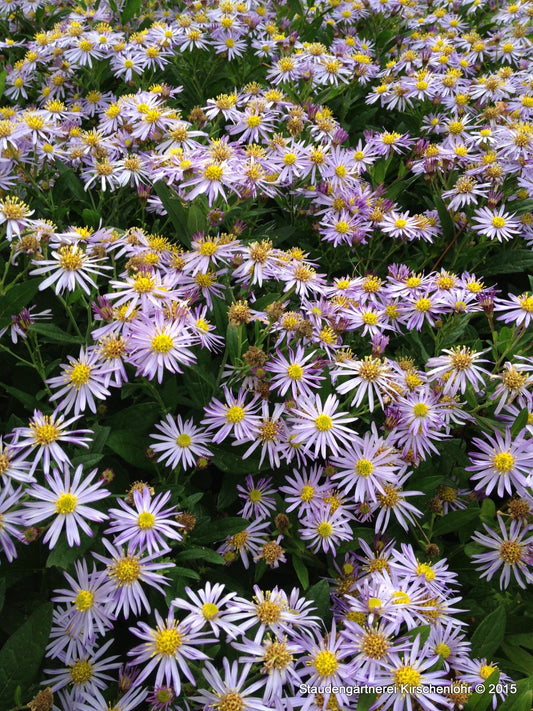 Aster ageratoides 'Blaukuppel'