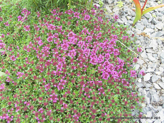 Thymus serpyllum 'Coccineus' (Coccineus Group)