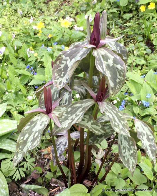 Trillium lancifolium