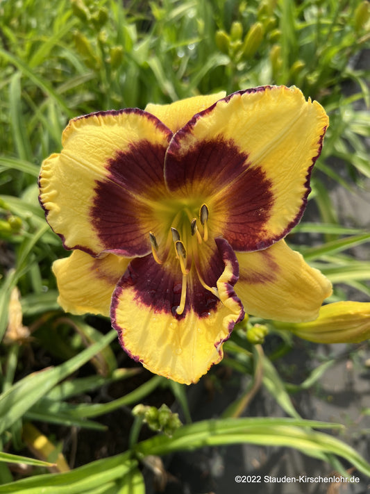 Hemerocallis 'Calico Jack'
