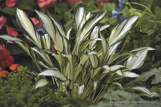 Hosta 'Fireworks' ®