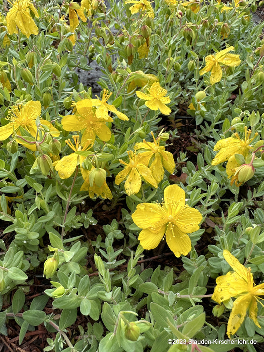 Hypericum cerastoides