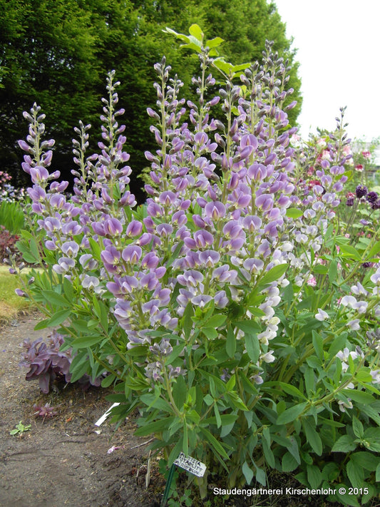 Baptisia 'Starlite Prairieblues' ®
