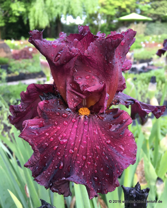 Iris barbata-elatior 'Cover Page'