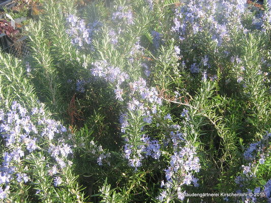 Salvia rosmarinus 'Boule'  (Rosmarinus)