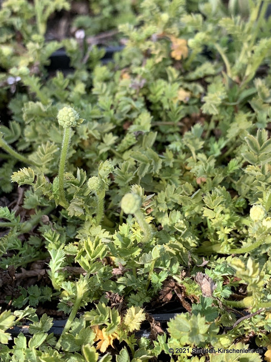 Acaena microphylla 'Grüner Zwerg'