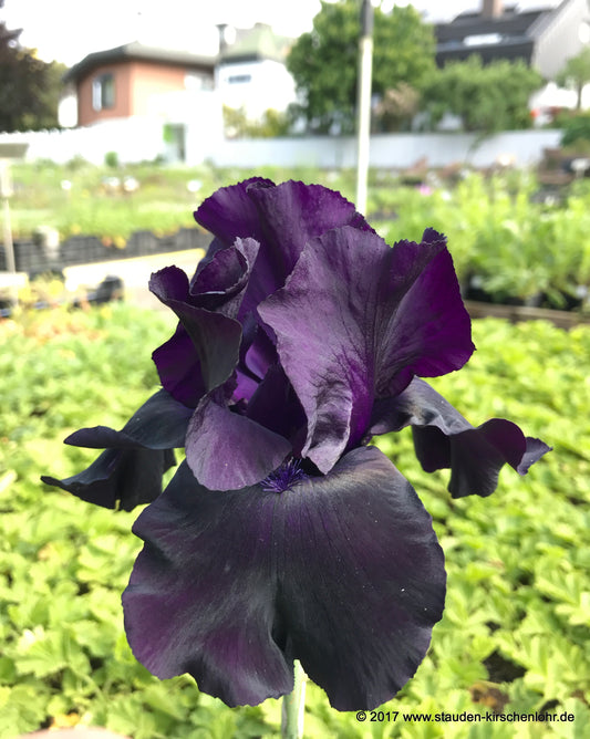 Iris barbata-elatior 'Black Suited'