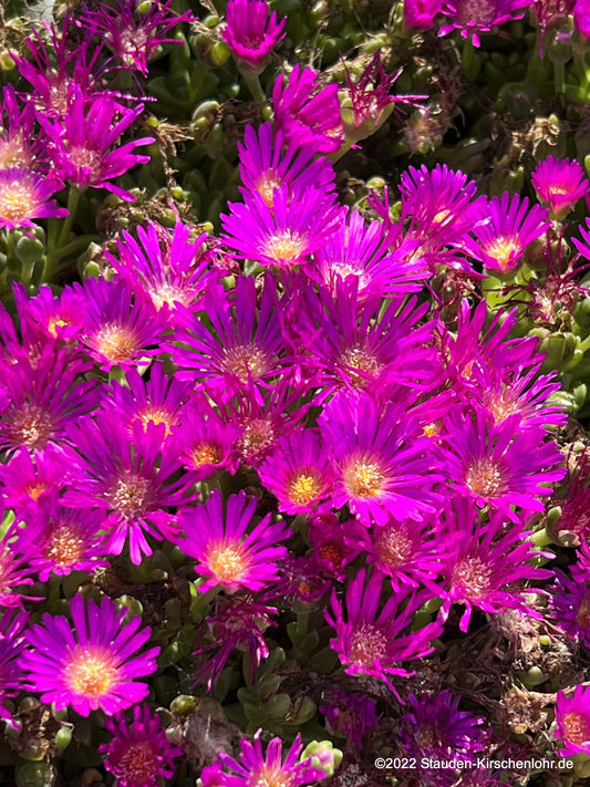 Delosperma lavisiae 'First Love'