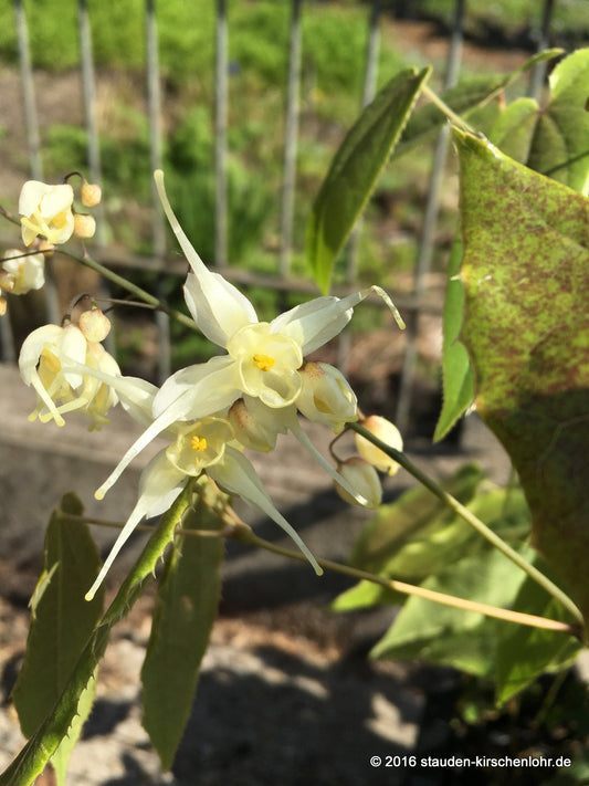 Epimedium latisepalum