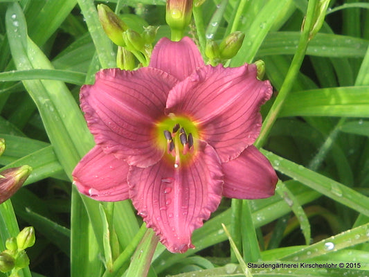 Hemerocallis 'Little Grapette'