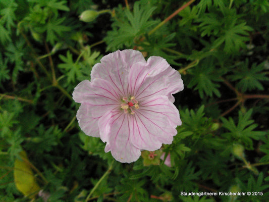 Geranium sanguineum var. striatum