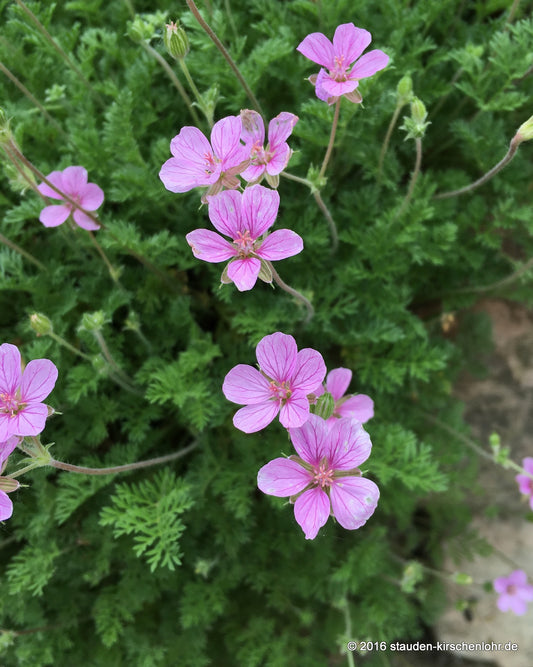 Erodium 'Country Park'