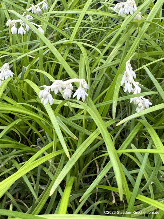 Ophiopogon japonicus BSWJ1871