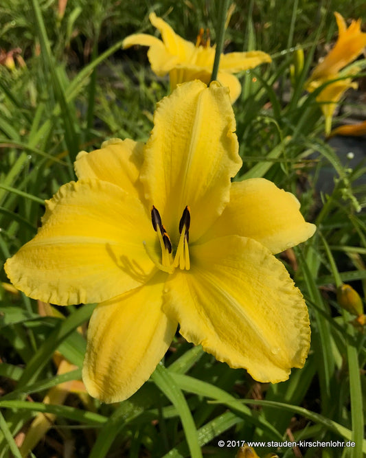 Hemerocallis 'Berlin Lemon Crepe'