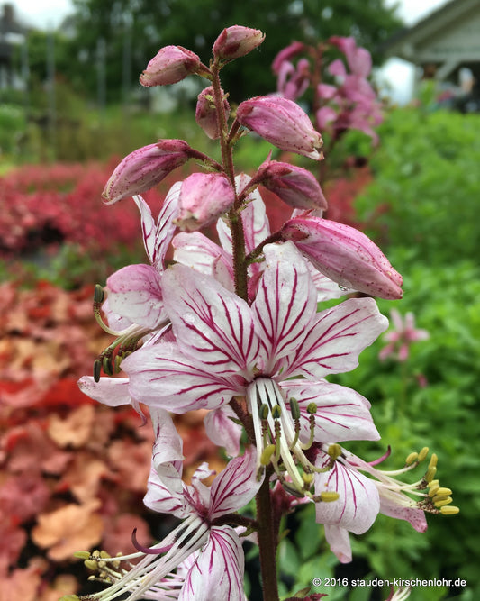 Dictamnus albus var. purpureus