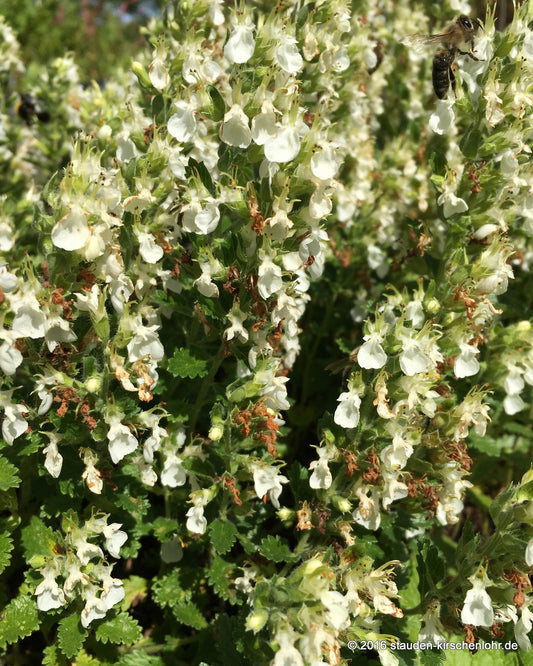 Teucrium chamaedrys 'Album'