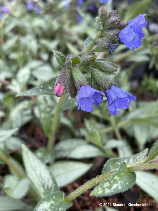 Pulmonaria 'Samurai' ®