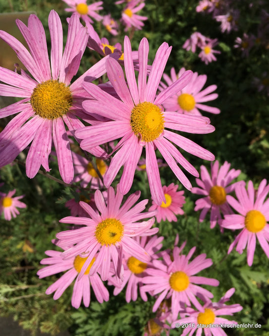 Chrysanthemum 'Clara Curtis' (Rubellum-Gruppe)