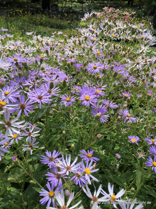 Eurybia x herveyi 'Twilight'