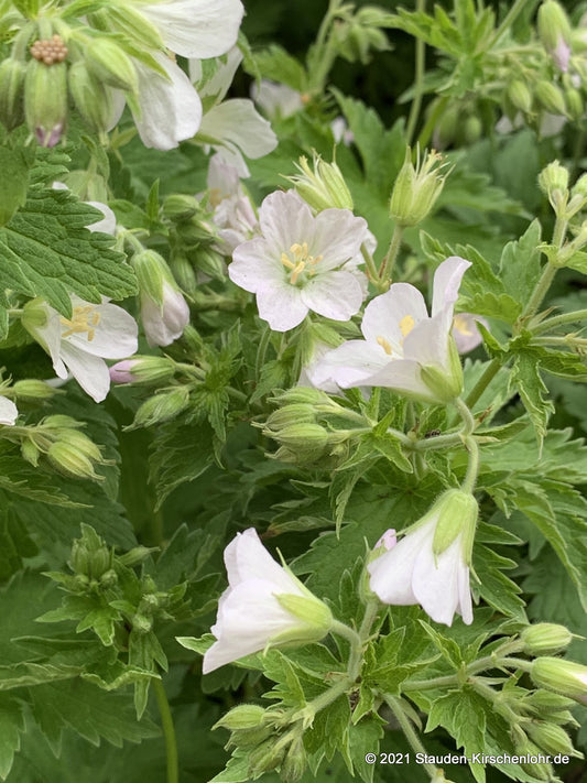 Geranium sylvaticum 'Album'