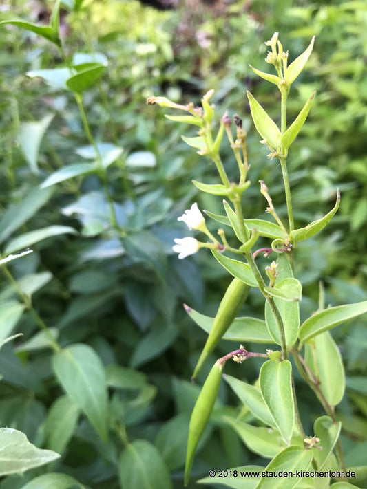 Vincetoxicum hirundinaria