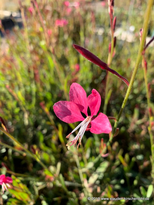Oenothera lindheimeri 'Blaze' ®