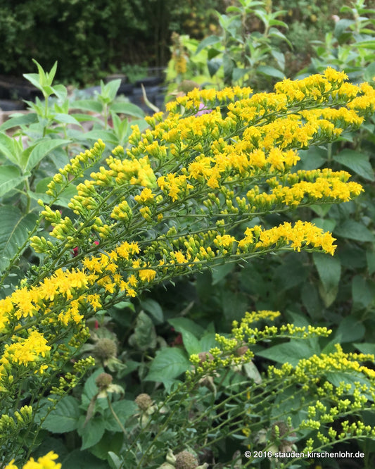 Solidago drummondii 'Meramec'