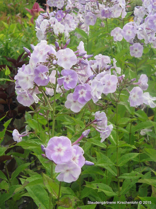 Phlox paniculata 'Franz Schubert'