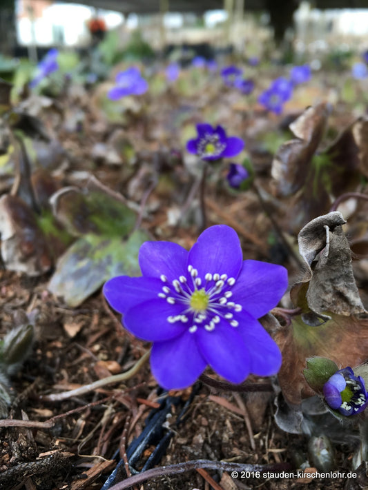 Hepatica transsilvanica